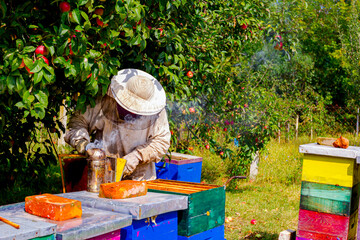 Fototapeta premium Apiarist, beekeeper is checking bees on honeycomb wooden frame