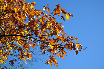 Golden leaves of an oak tree in autumn or fall against a bright blue sky
