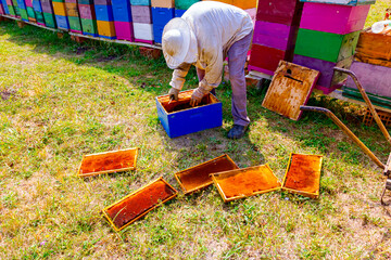 Scattered frames with honeycomb from the hives on the grass, beekeeper is packing them in the box