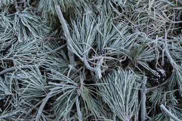 frost on the branches