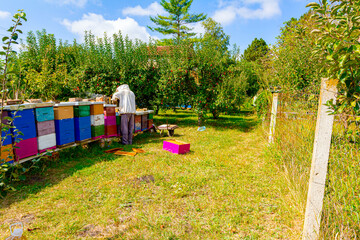 Apiarist, beekeeper is checking bees on honeycomb wooden frame