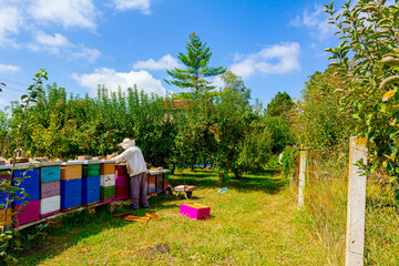 Fototapeta na wymiar Apiarist, beekeeper is checking bees on honeycomb wooden frame