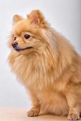 Pomeranian spitz. Portrait of adorable brown pomeranian spitz isolated on white background, copy space. Little pet dog looking at side with interest. copy space. pets, animals concept