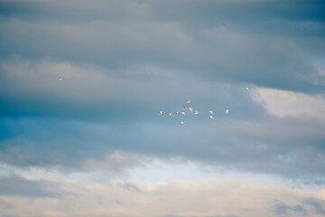 Bird flight in the sky/Vol d'oiseau dans le ciel