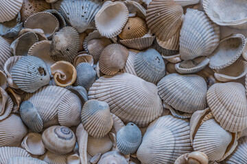 Various seashells closeup