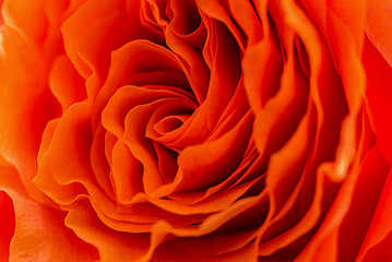 Orange Rose