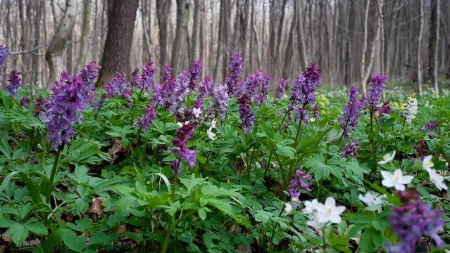 forest meadow with many fumewort plants, possibly Corydalis solida, move in tender wind, romantic mood, macro movie with tree trunks in background, spring awakening ecotourism