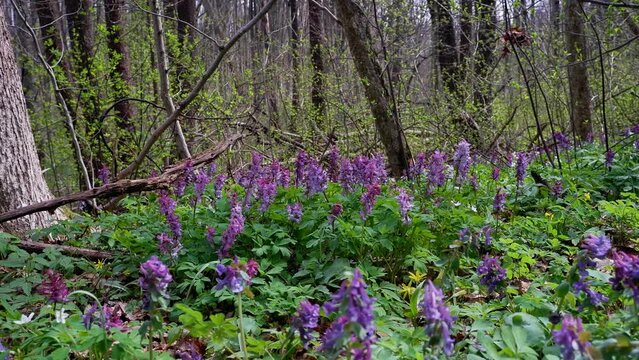 fabulous meadow with violet fumewort plants, possibly Corydalis solida, move in tender wind, romantic mood, macro movie with tree trunks in background, spring awakening ecotourism