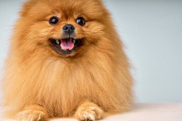 beautiful Pomeranian spitz Dog on Isolated White Studio Background, portrait copy space. fluffy cute domestic animal is looking funny and joyful playful