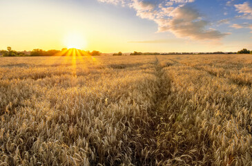 Wheaten golden field wirh path during sunset or sunrise with nice wheat and sun rays, beautiful sky and road, rows leading far away, valley landscape