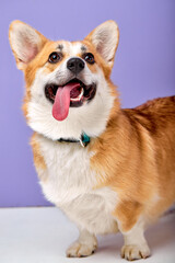 Portrait of excited breed welsh corgi dog pembroke smiling with tongue on purple background. beautiful adult dog with red fur looking at side with interest, wondering, copy space