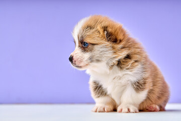Fototapeta na wymiar Corgi puppy on purple studio background. red, tricolor, one month old. close-up portrait of cute newborn dog looking at side, shy and frightened scared of something, exploring place