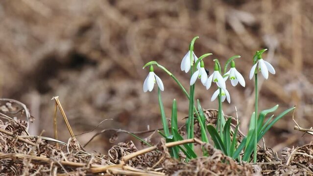 Snowdrop Emerging through Dead Bracken