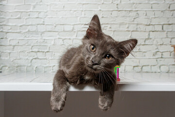 Beautiful gray cat on a brick wall background
