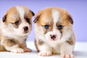 welsh corgi pembroke puppies isolated on purple studio background copy space. close-up portrait of two cute dogs with red fur whool posing, newborn. domestic animals concept