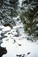 mountain river runs among stones and trees in the Polish Carpathians