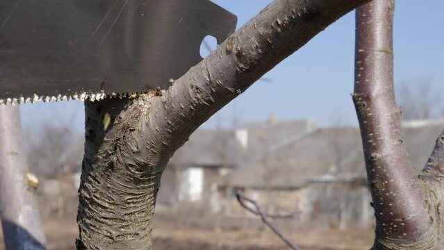 A man cuts the branches of a fruit tree with a saw. Spring work in the garden. Caring for fruit trees in the spring.