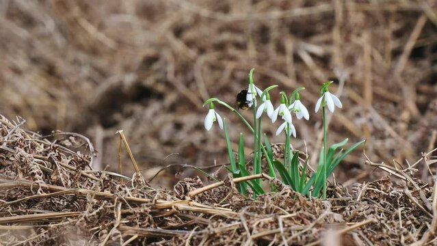 Bumble Bee on a Snowdrop