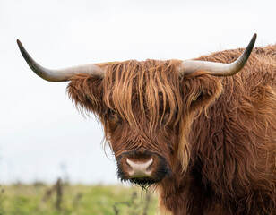 Close up of the head of a highland cow in the rain