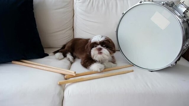 4 month old Shih tzu puppy, on a white sofa, chewing a drumstick next to a drum snare.