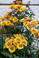 A beautiful blooming yellow medallion chrysanthemum