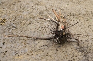 A tree root that has must been pulled up from the ground. 