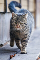 Naklejka na ściany i meble Adult striped cat walking on the porch.