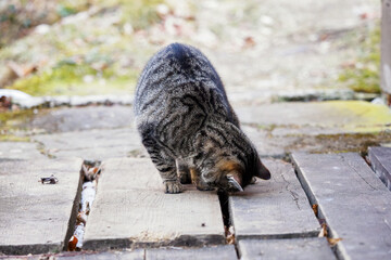 An adult striped cat hunting in the gap between the boards.