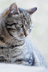 An adult striped cat watches behind the porch.