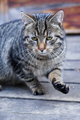 Adult striped cat walking on the porch.