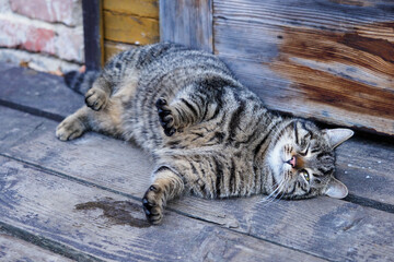 Adult striped cat lying on the porch.