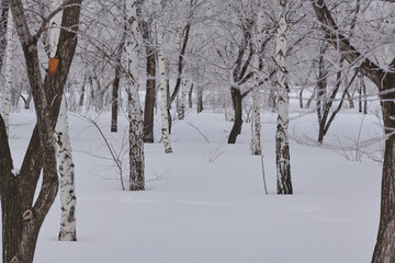 trees covered in snow all covered in snow