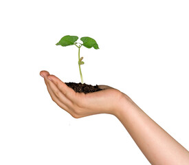 Close up of Sapling in hand