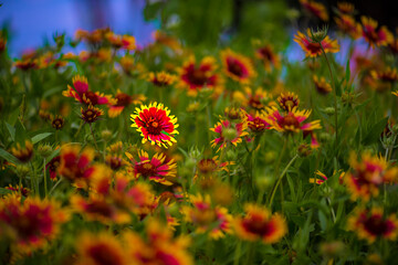 field of wildflowers