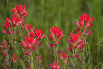 Red Wild flowers-Indian Paintbrushes