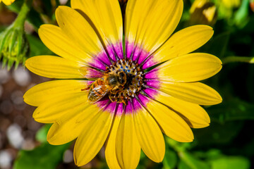 Bee on Yellow flower