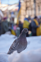 Helsinki, Finland - February 26, 2022: Lonely pigeon standing in a snow with a rally against Russia’s military occupation in Ukraine in downtown Helsinki on the background.