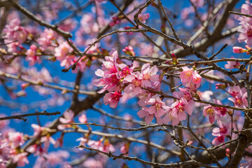 pink cherry blossom