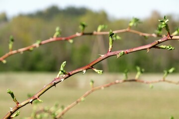 spring tree branch