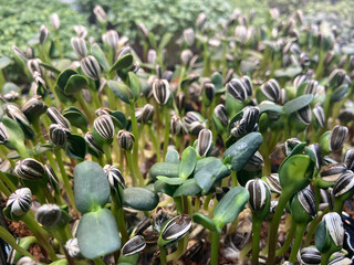 sunflower Microgreens. sprout from seed