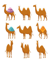 Camel collection. Bactrians with dromedary and two hump or one hump. Desert animals walking or standing with decorative saddle or without them.  cartoon icon set isolated on white background