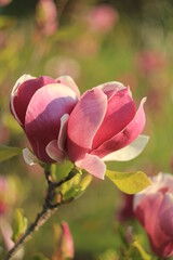 Pink magnolia on a green background