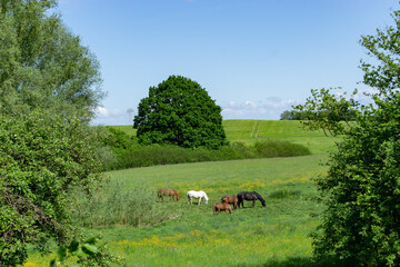 Grazing horses on a meadow in Mecklenburg in North Germany 