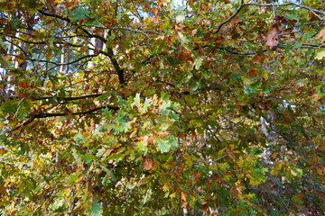 Oak leaves turning colour in the autumn fall