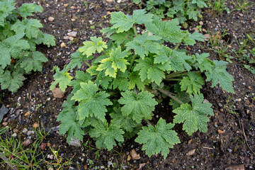Motherwort or Leonurus cardiaca plant in the spring