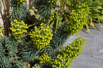 Euphorbia characias subsp. wulfenii or mediterranean spurge plant with flowers