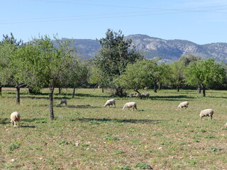 Rural and peaceful countryside of Mallorca, Balearic Islands, Spain: sheep, olive trees and Tramuntana mountains