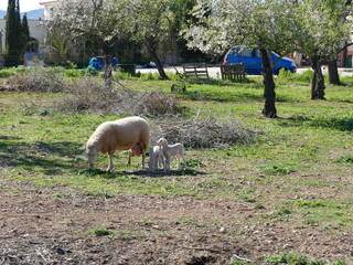 Rural and peaceful countryside of Mallorca, Balearic Islands, Spain: sheep with lambs