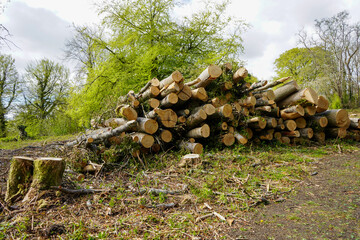 Cut down logs in woodland 