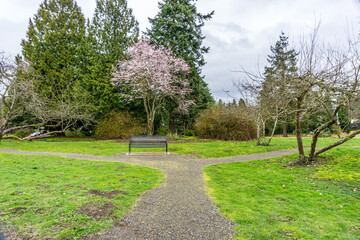 Spring Blossoms And Bench
